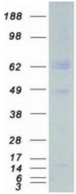 Coomassie blue staining of purified ARMS2 protein.